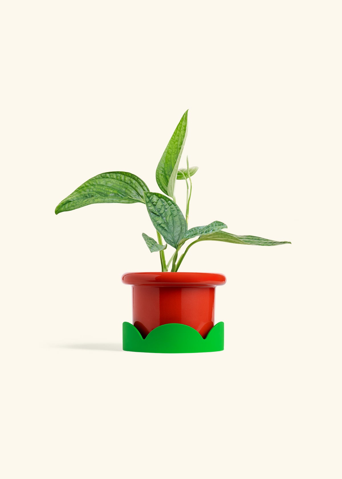 Monstera 'Peru', Small
