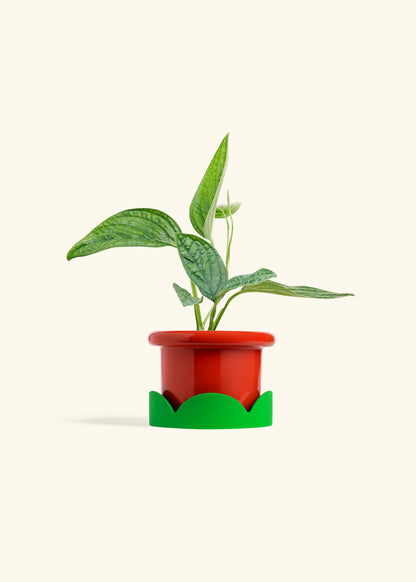 Monstera 'Peru', Small