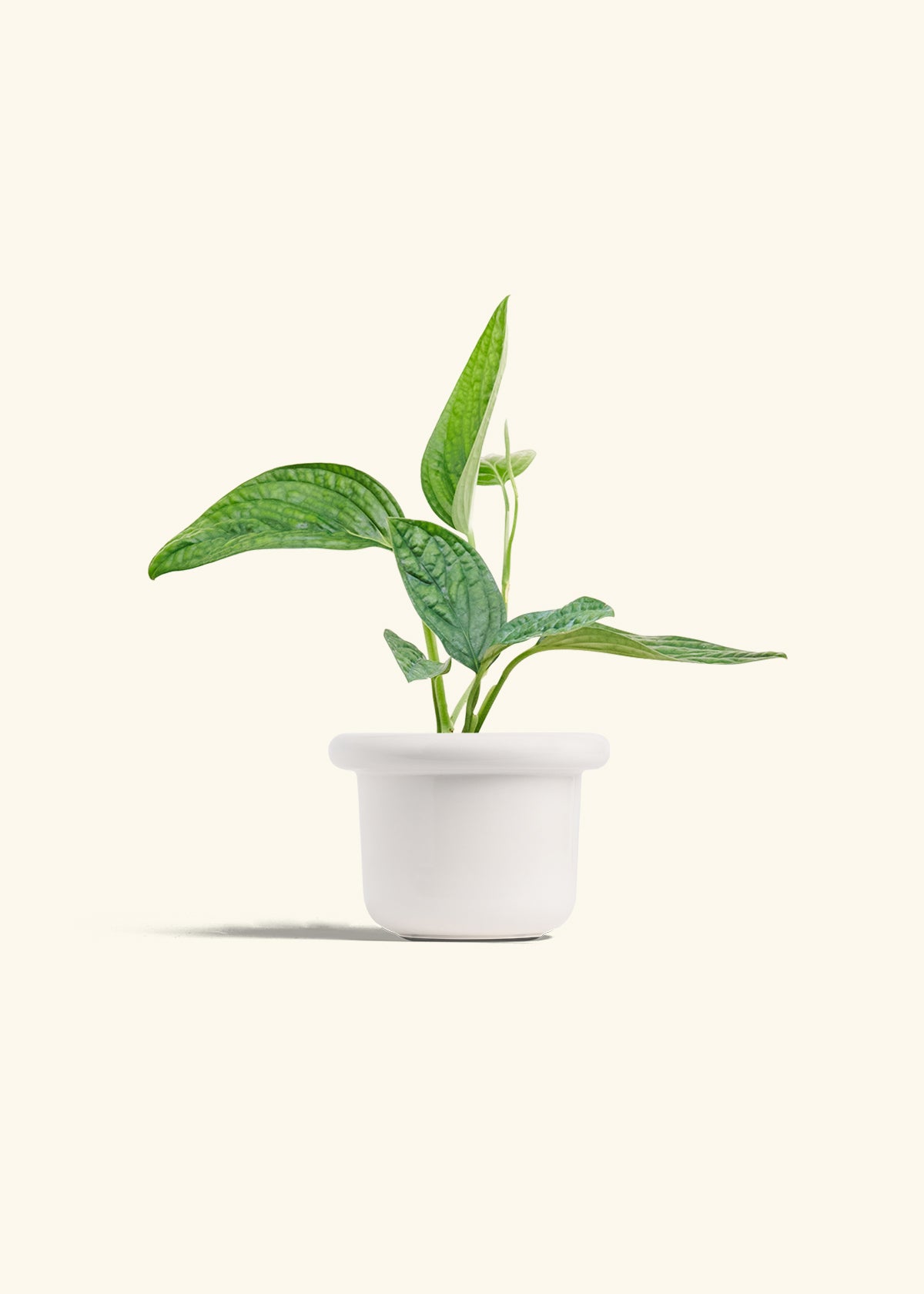Monstera 'Peru', Small