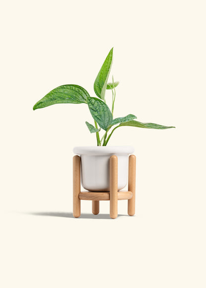 Monstera 'Peru', Small