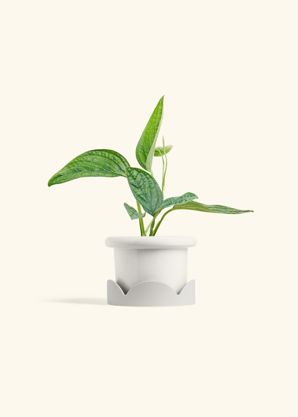 Monstera 'Peru', Small