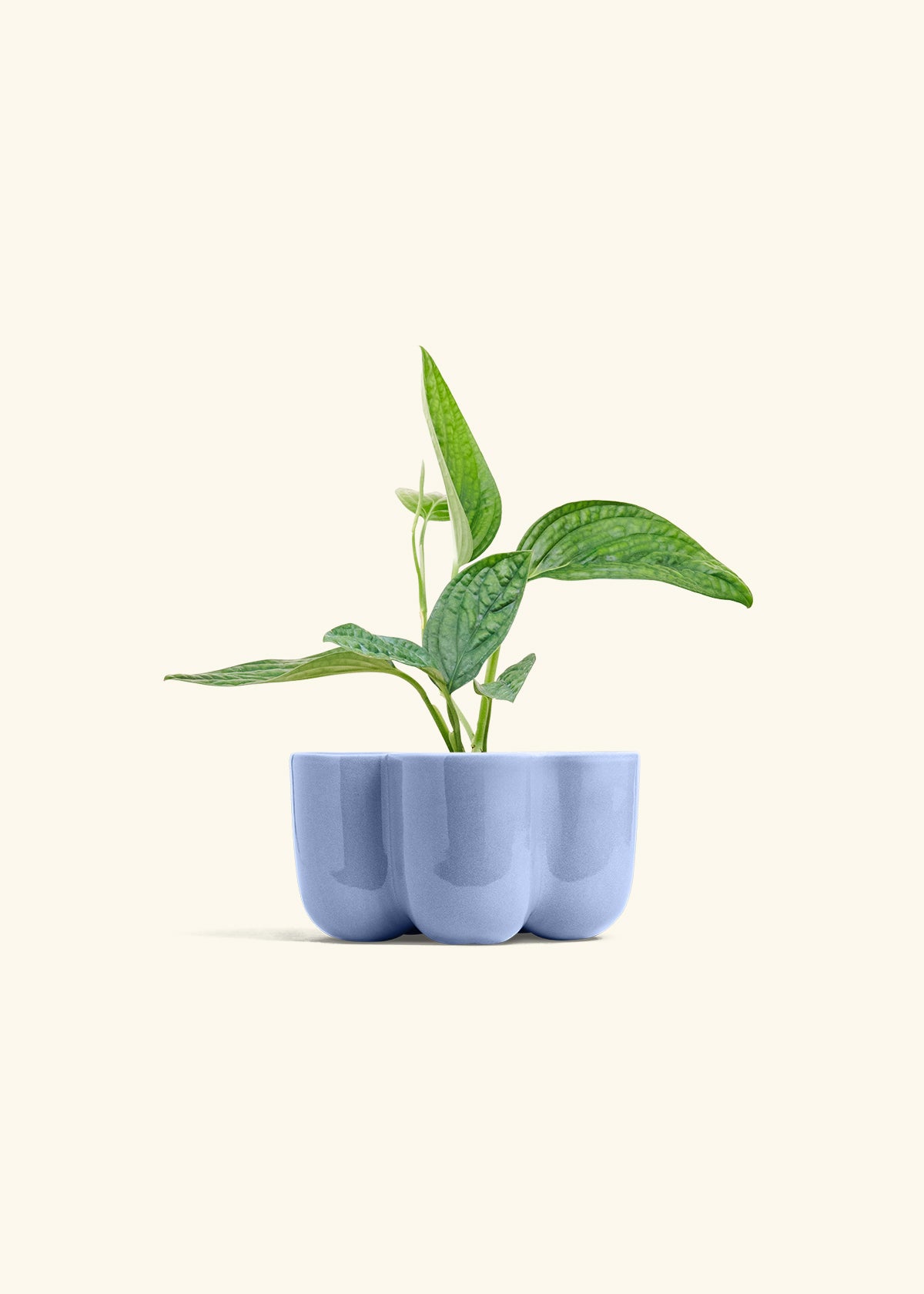 Monstera 'Peru', Small