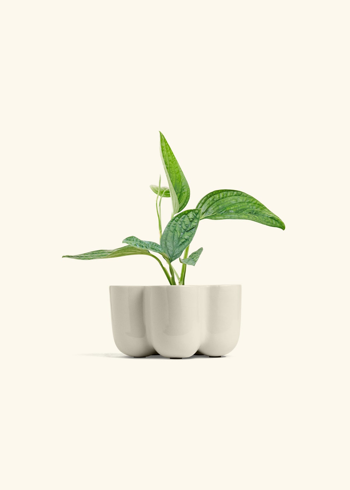 Monstera 'Peru', Small