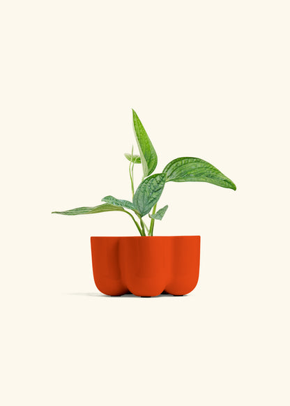 Monstera 'Peru', Small