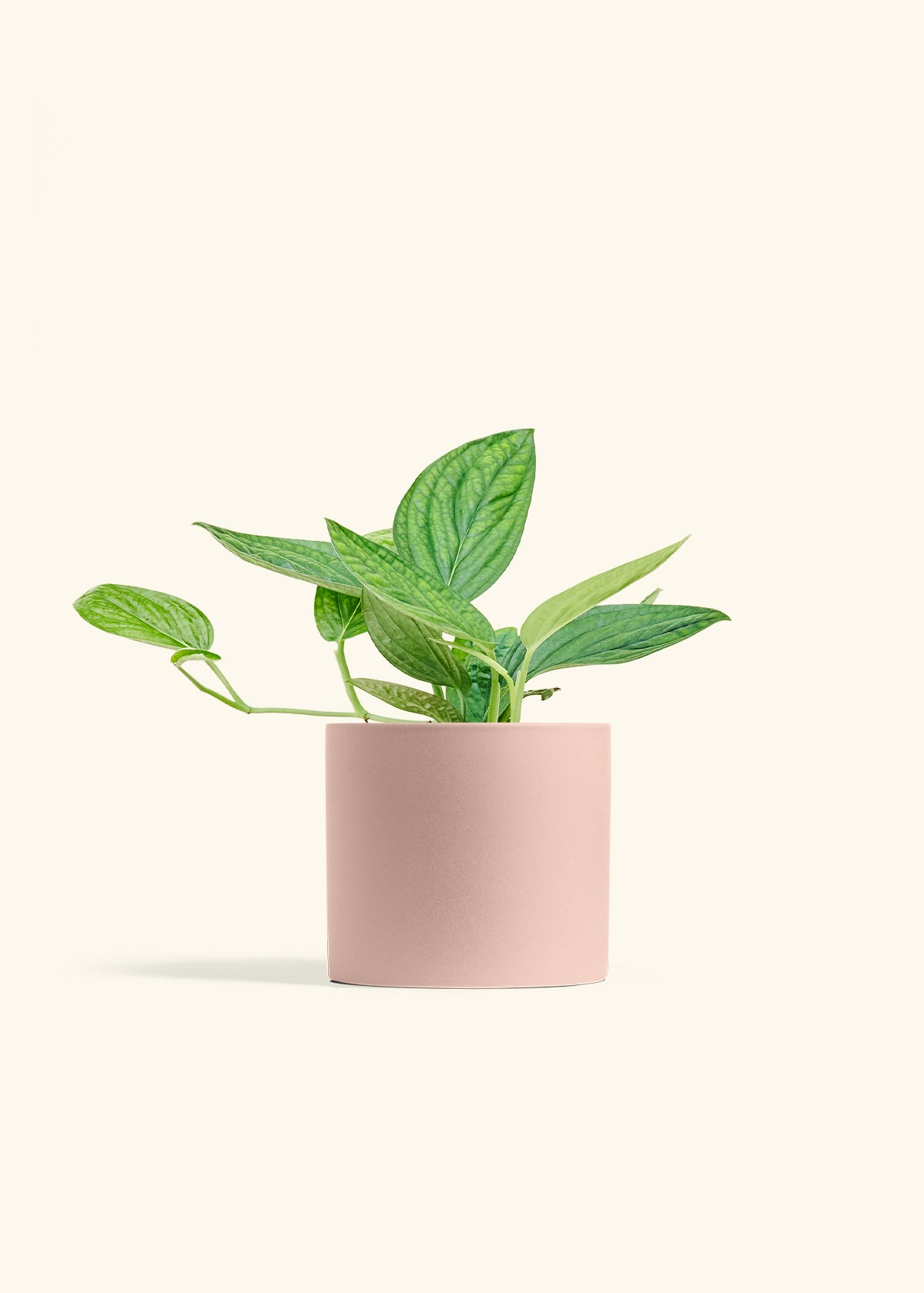 Monstera 'Peru', Medium in a 6 inches Pink Classic Cylinder Planter 