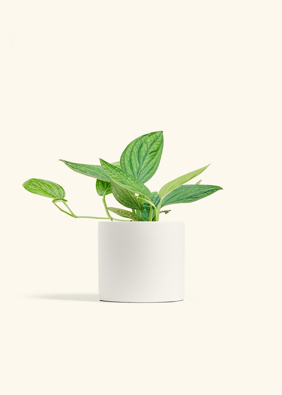Monstera 'Peru', Medium in a 6 inches White Classic Cylinder Planter 