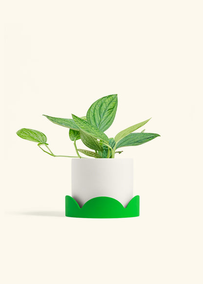 Monstera 'Peru', Medium in a 6 inches White Classic Cylinder Planter in a Shamrock Petal Drip Tray