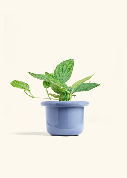 Monstera 'Peru', Medium in a 6 inches Fat Lip Blue Planter 