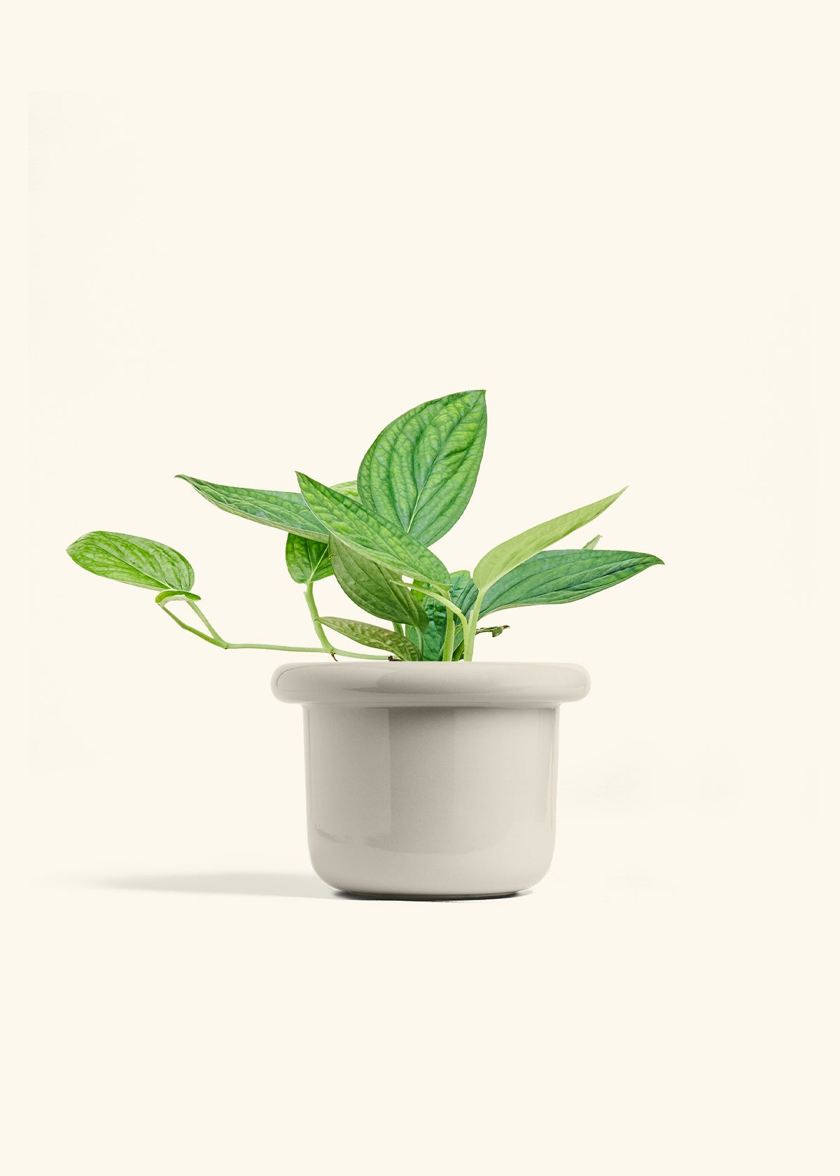 Monstera 'Peru', Medium in a 6 inches Fat Lip Oat Planter 