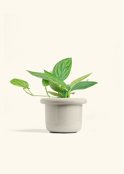 Monstera 'Peru', Medium in a 6 inches Fat Lip Oat Planter 