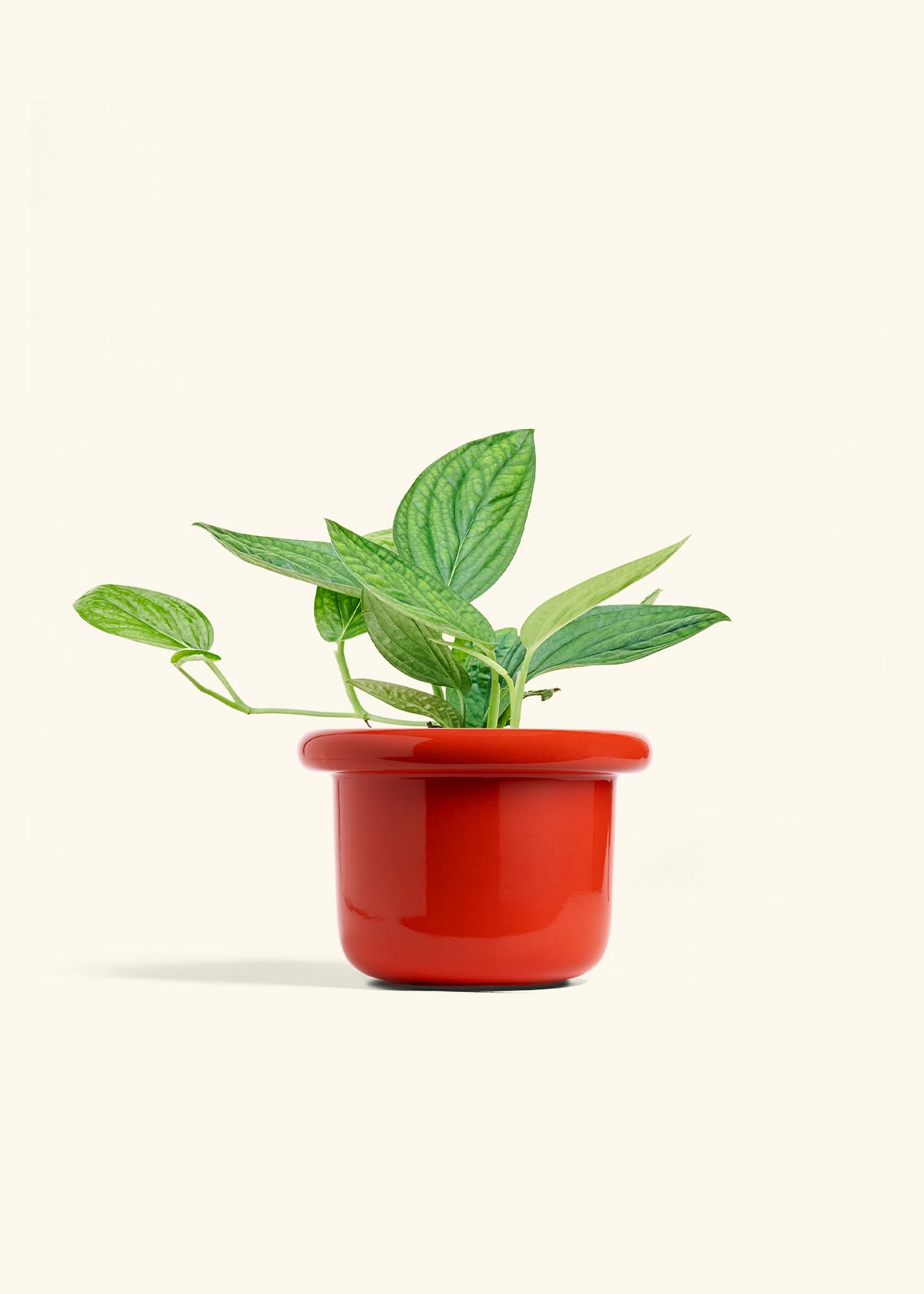Monstera 'Peru', Medium in a 6 inches Fat Lip Red Planter 