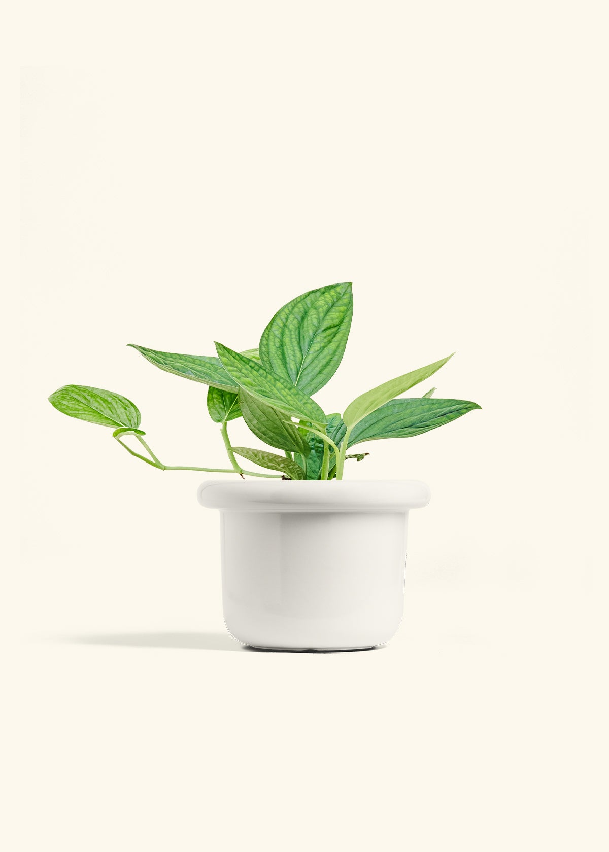 Monstera 'Peru', Medium in a 6 inches Fat Lip White Planter 