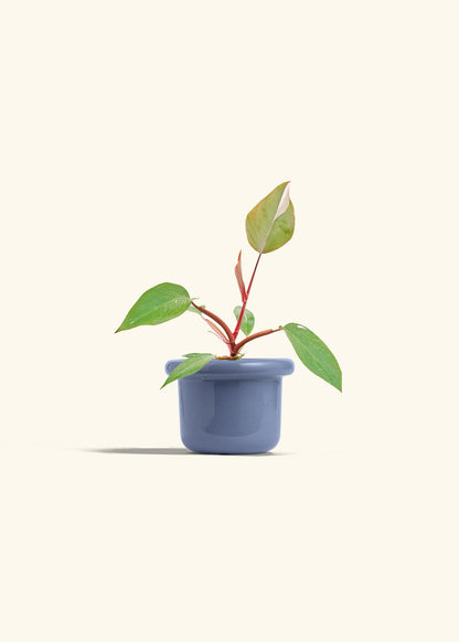 Philodendron Erubescens Pink Princess in a 4 inches Fat Lip Blue Planter 
