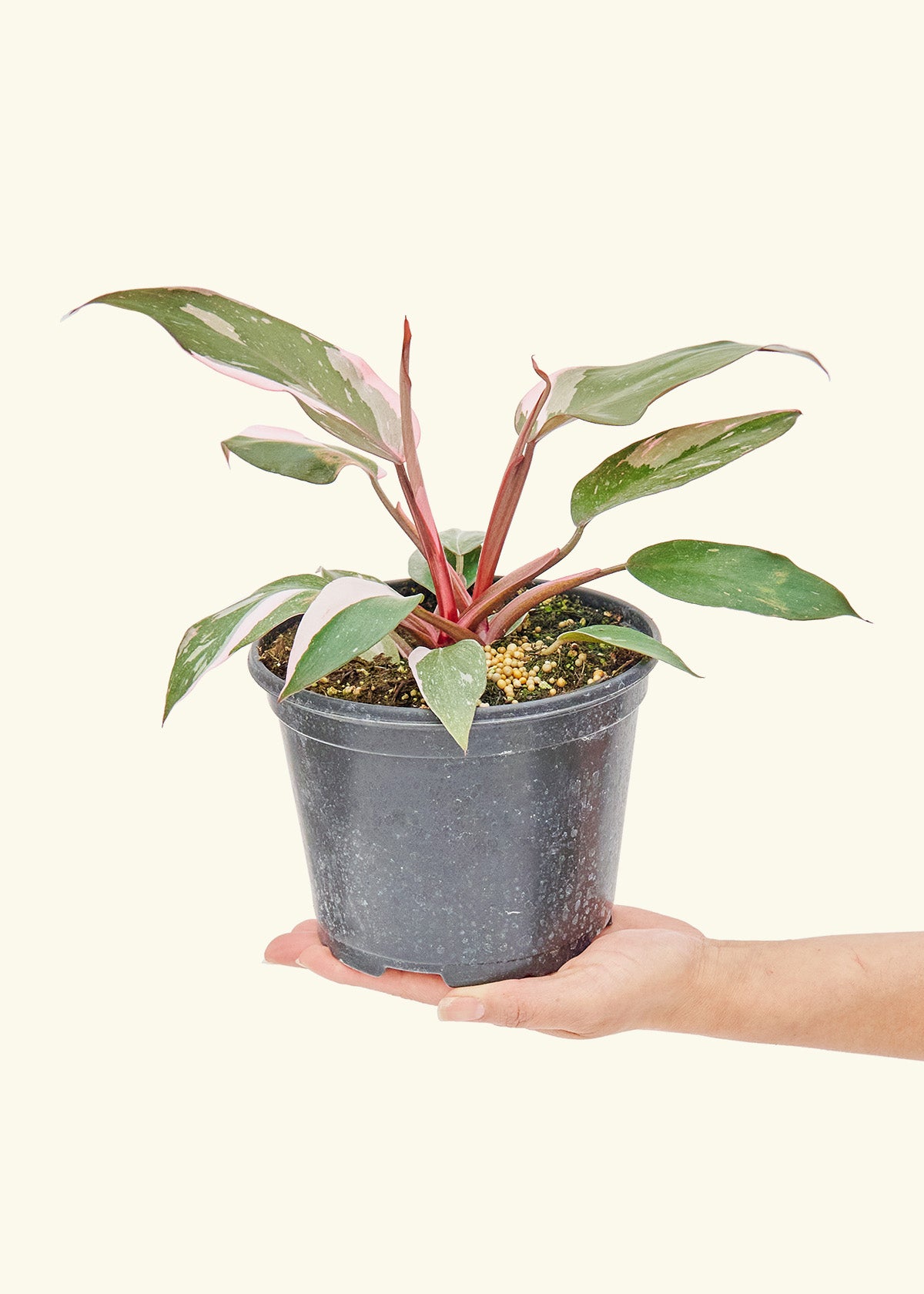Medium Philodendron 'Pink Princess in a grow pot