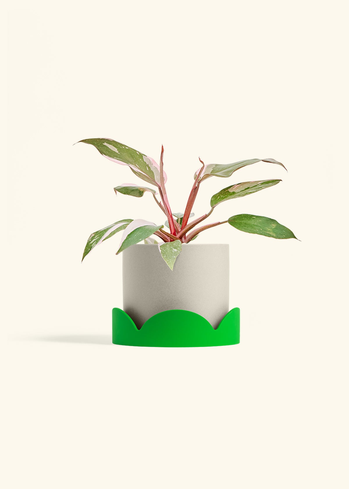 Classic Planter Tray Combo, Oat