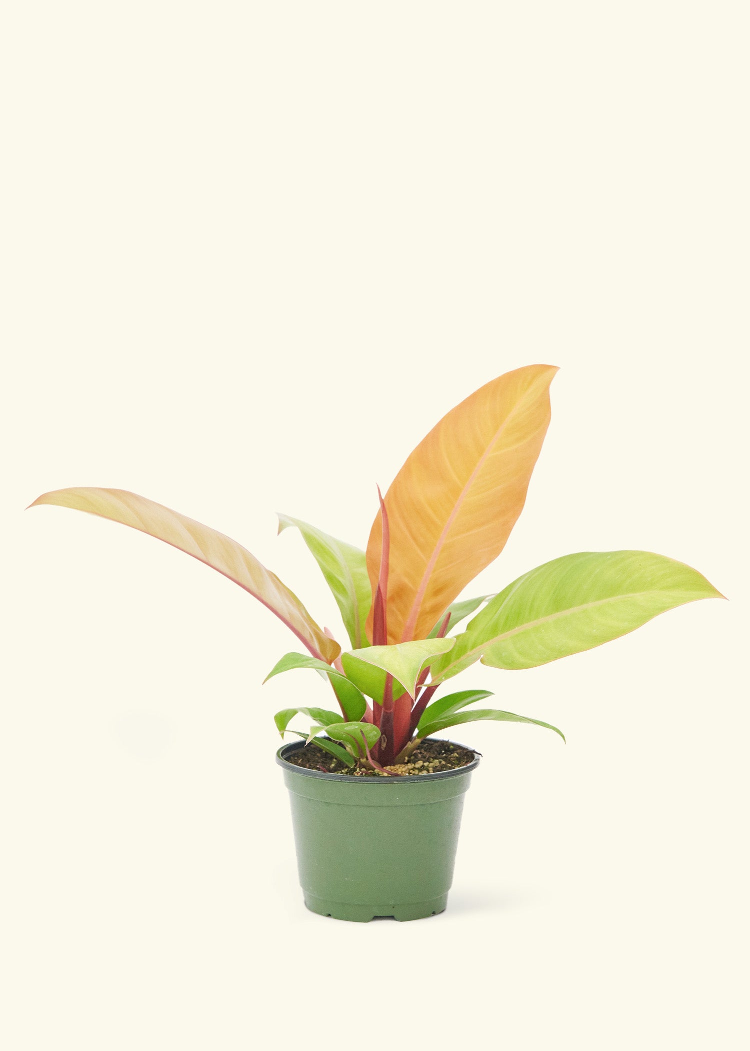 Philodendron Prince of Orange in a 6 inches grow pot