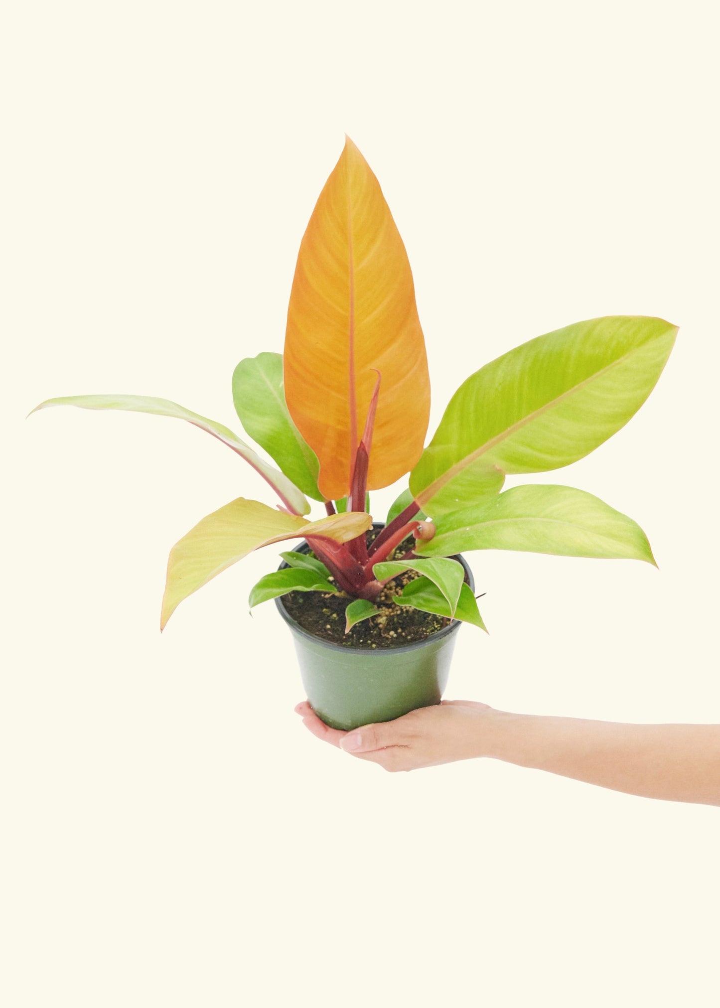 Philodendron 'Prince of Orange', Medium