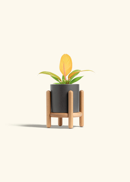Philodendron Prince of Orange in a 4 inches Charcoal Classic Cylinder Planter in a Beech Wood Stand