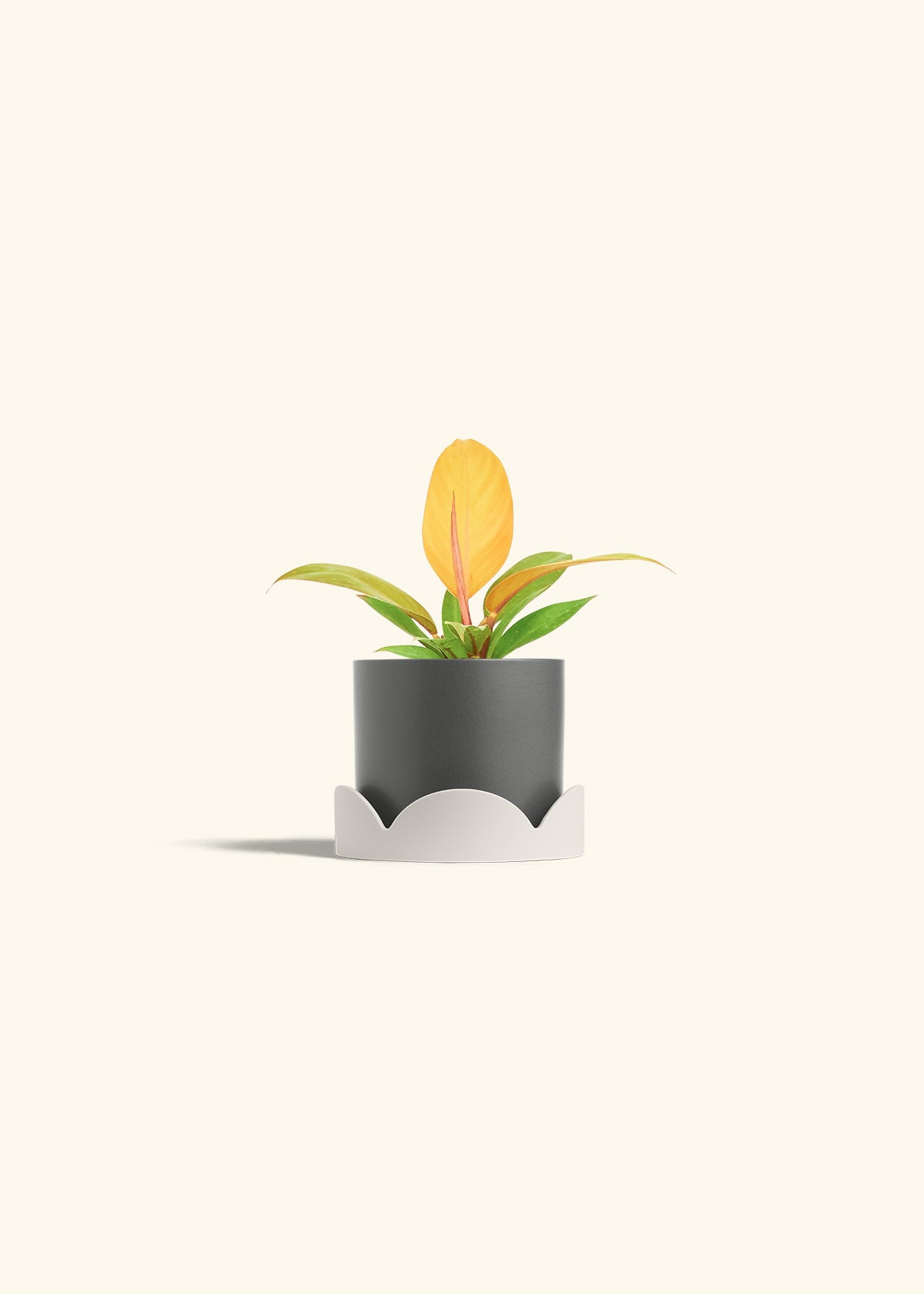 Philodendron Prince of Orange in a 4 inches Charcoal Classic Cylinder Planter in a Oat Petal Drip Tray