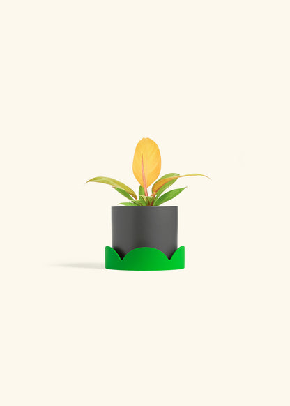 Philodendron Prince of Orange in a 4 inches Charcoal Classic Cylinder Planter in a Shamrock Petal Drip Tray