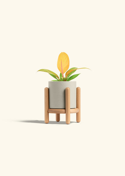 Philodendron Prince of Orange in a 4 inches Oat Classic Cylinder Planter in a Beech Wood Stand