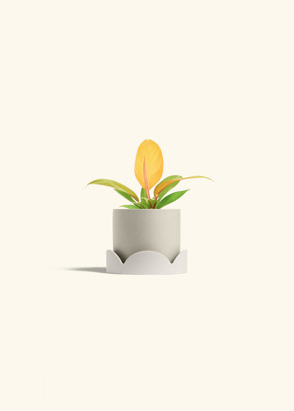Philodendron Prince of Orange in a 4 inches Oat Classic Cylinder Planter in a Oat Petal Drip Tray
