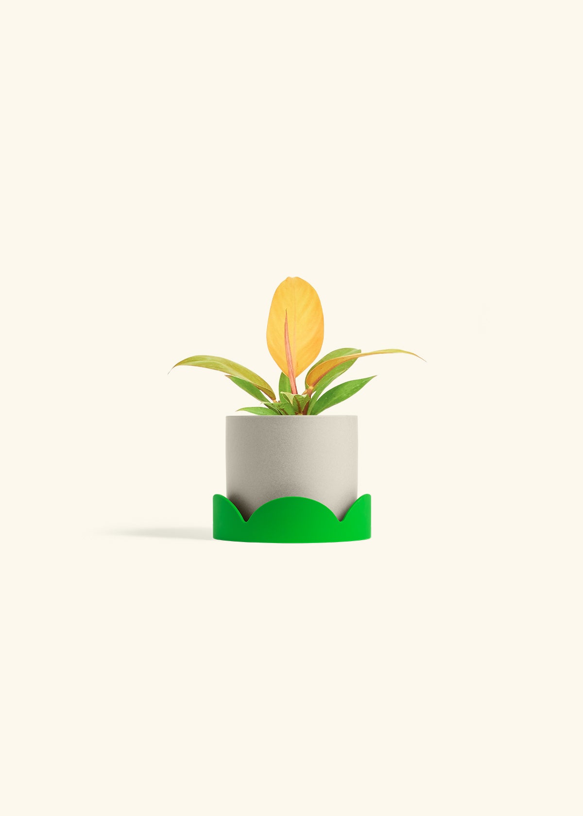 Philodendron Prince of Orange in a 4 inches Oat Classic Cylinder Planter in a Shamrock Petal Drip Tray