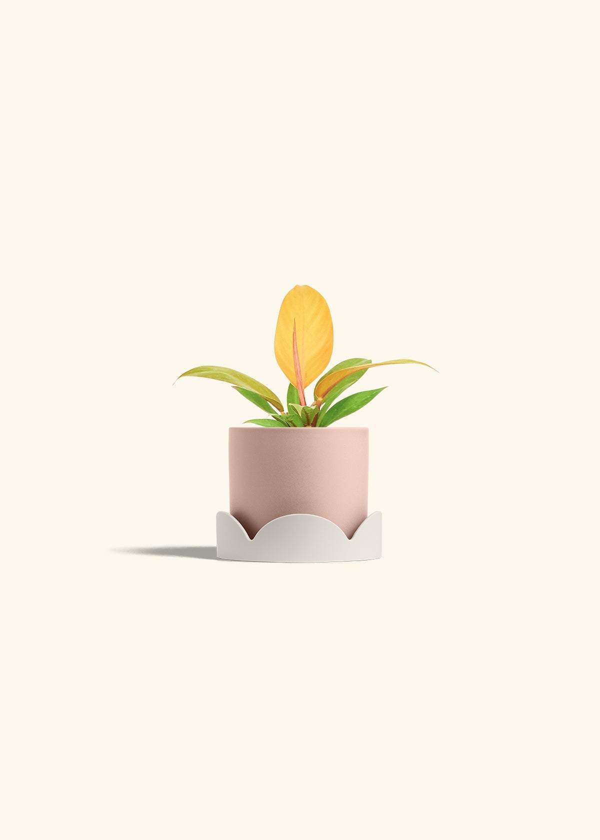 Philodendron Prince of Orange in a 4 inches Pink Classic Cylinder Planter in a Oat Petal Drip Tray