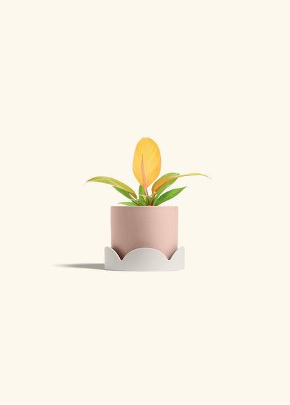 Philodendron Prince of Orange in a 4 inches Pink Classic Cylinder Planter in a Oat Petal Drip Tray