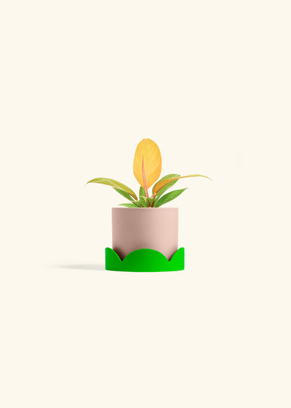 Philodendron Prince of Orange in a 4 inches Pink Classic Cylinder Planter in a Shamrock Petal Drip Tray
