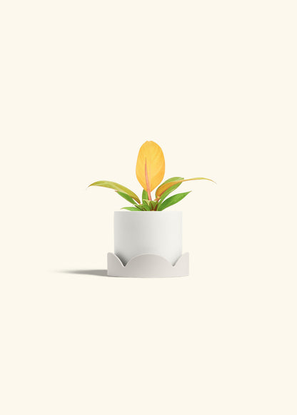 Philodendron Prince of Orange in a 4 inches White Classic Cylinder Planter in a Oat Petal Drip Tray