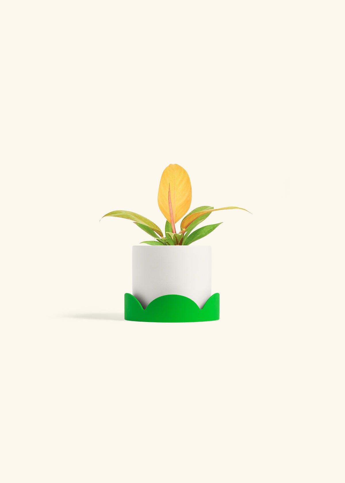 Philodendron Prince of Orange in a 4 inches White Classic Cylinder Planter in a Shamrock Petal Drip Tray