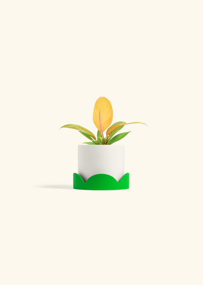Philodendron Prince of Orange in a 4 inches White Classic Cylinder Planter in a Shamrock Petal Drip Tray