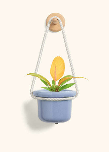 Philodendron 'Prince of Orange', Small