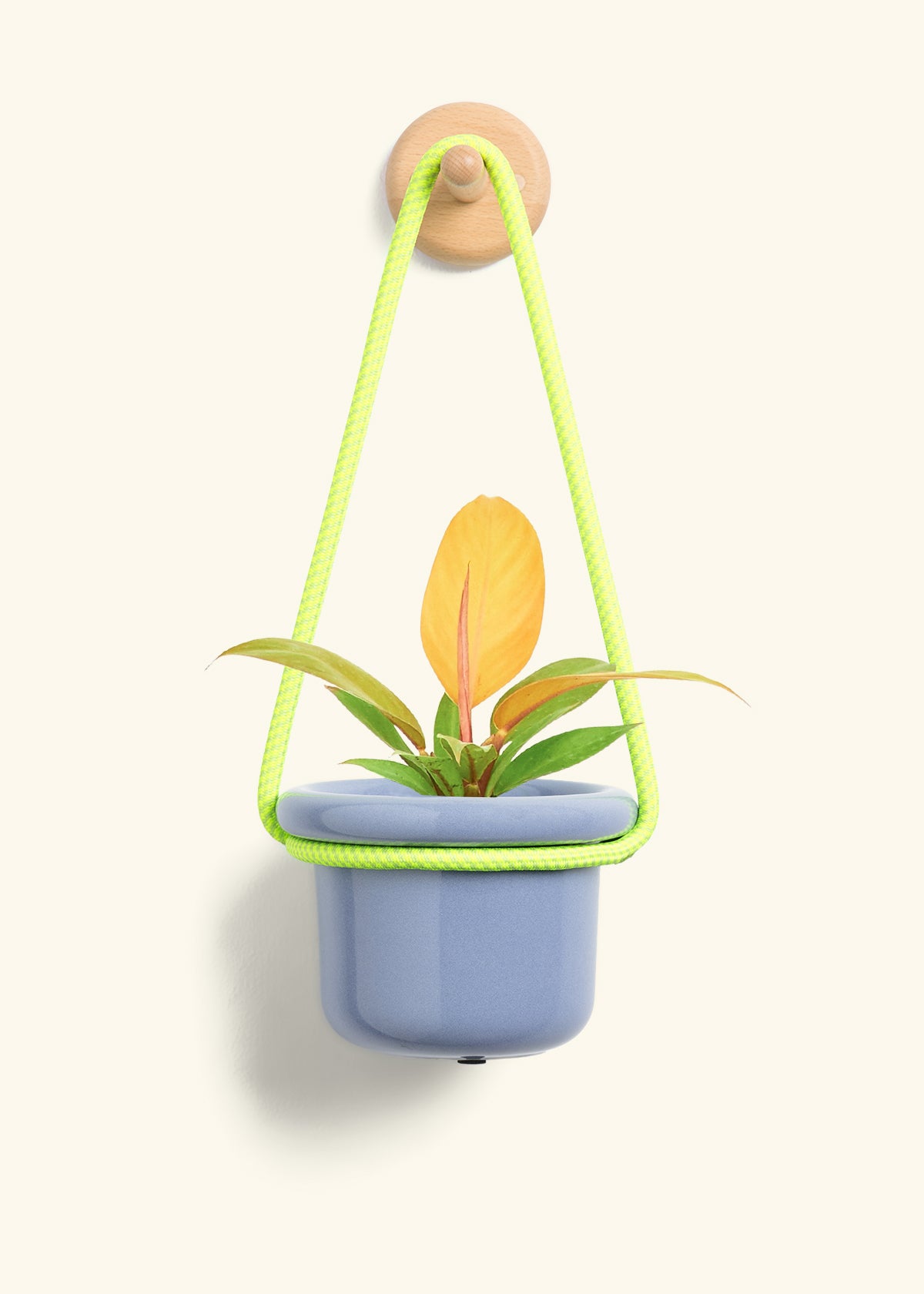 Philodendron 'Prince of Orange', Small