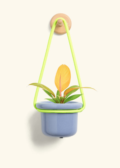 Philodendron 'Prince of Orange', Small