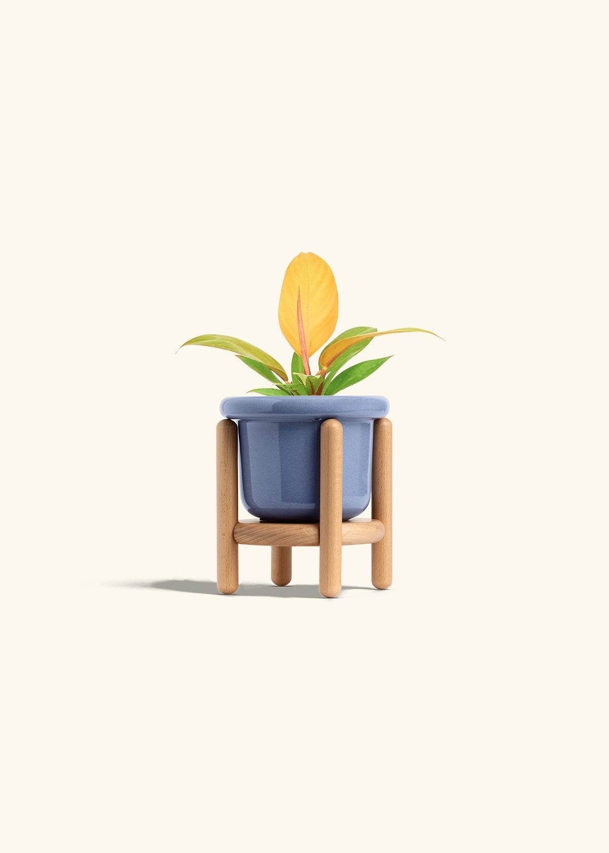 Philodendron Prince of Orange in a 4 inches Fat Lip Blue Planter in a Beech Wood Stand