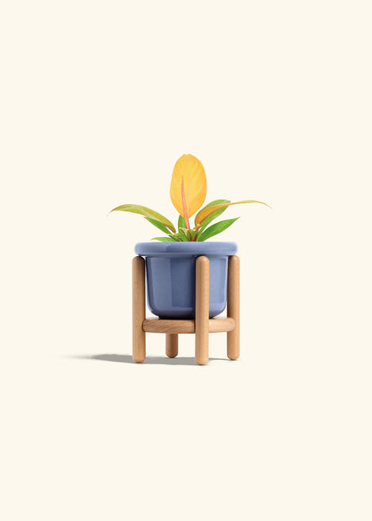 Philodendron Prince of Orange in a 4 inches Fat Lip Blue Planter in a Beech Wood Stand