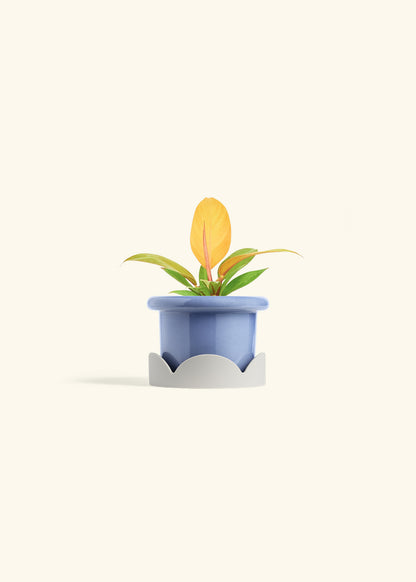 Philodendron Prince of Orange in a 4 inches Fat Lip Blue Planter in a Oat Petal Drip Tray
