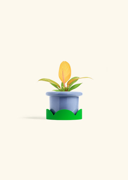 Philodendron Prince of Orange in a 4 inches Fat Lip Blue Planter in a Shamrock Petal Drip Tray