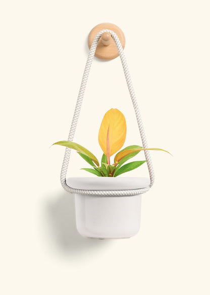 Philodendron 'Prince of Orange', Small