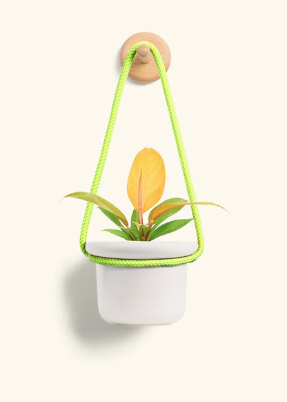 Philodendron 'Prince of Orange', Small
