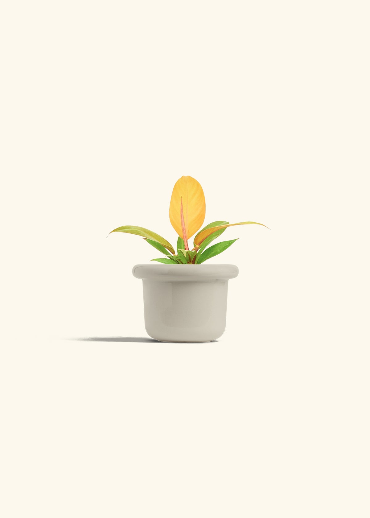 Philodendron Prince of Orange in a 4 inches Fat Lip Oat Planter 