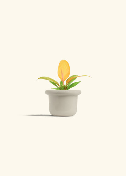 Philodendron Prince of Orange in a 4 inches Fat Lip Oat Planter 