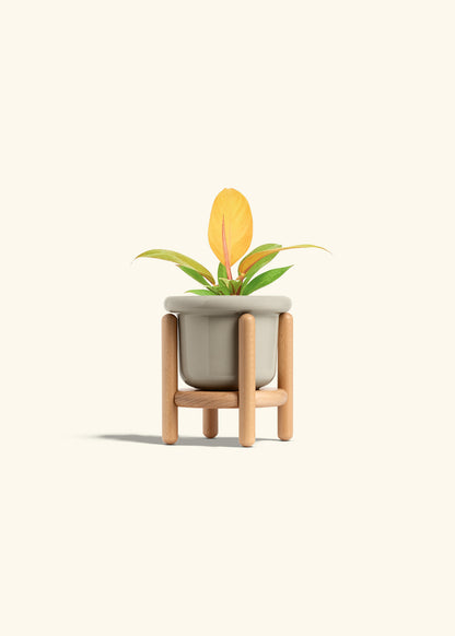 Philodendron Prince of Orange in a 4 inches Fat Lip Oat Planter in a Beech Wood Stand