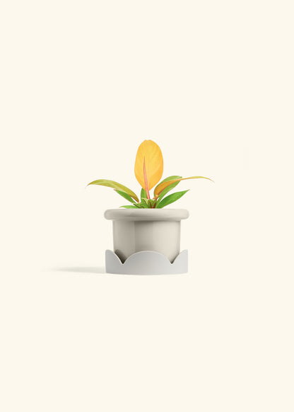 Philodendron Prince of Orange in a 4 inches Fat Lip Oat Planter in a Oat Petal Drip Tray