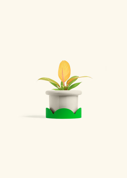 Philodendron Prince of Orange in a 4 inches Fat Lip Oat Planter in a Shamrock Petal Drip Tray