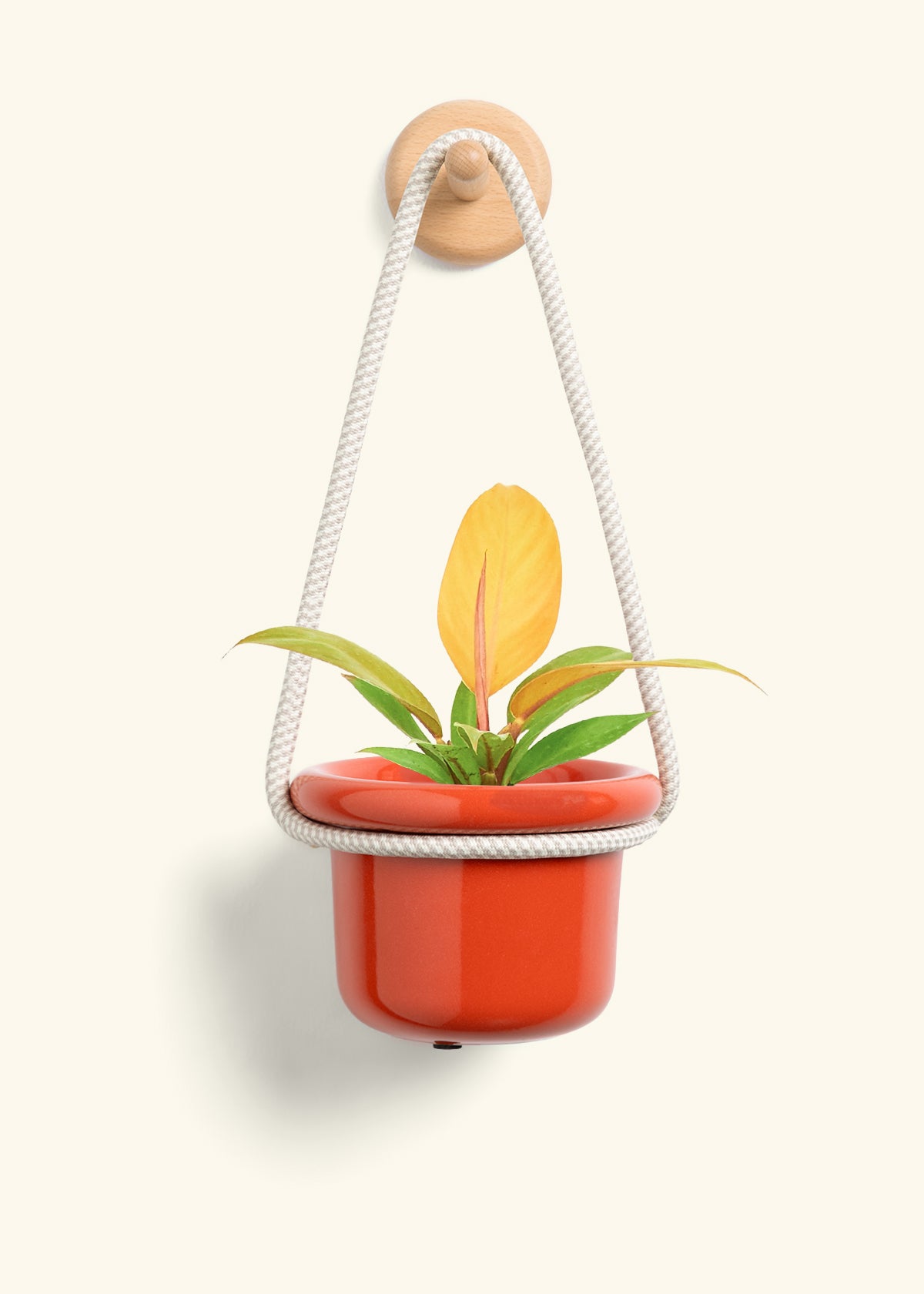 Philodendron 'Prince of Orange', Small
