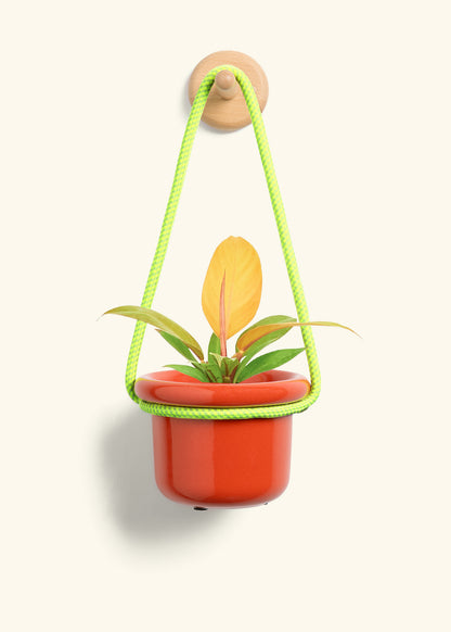 Philodendron 'Prince of Orange', Small