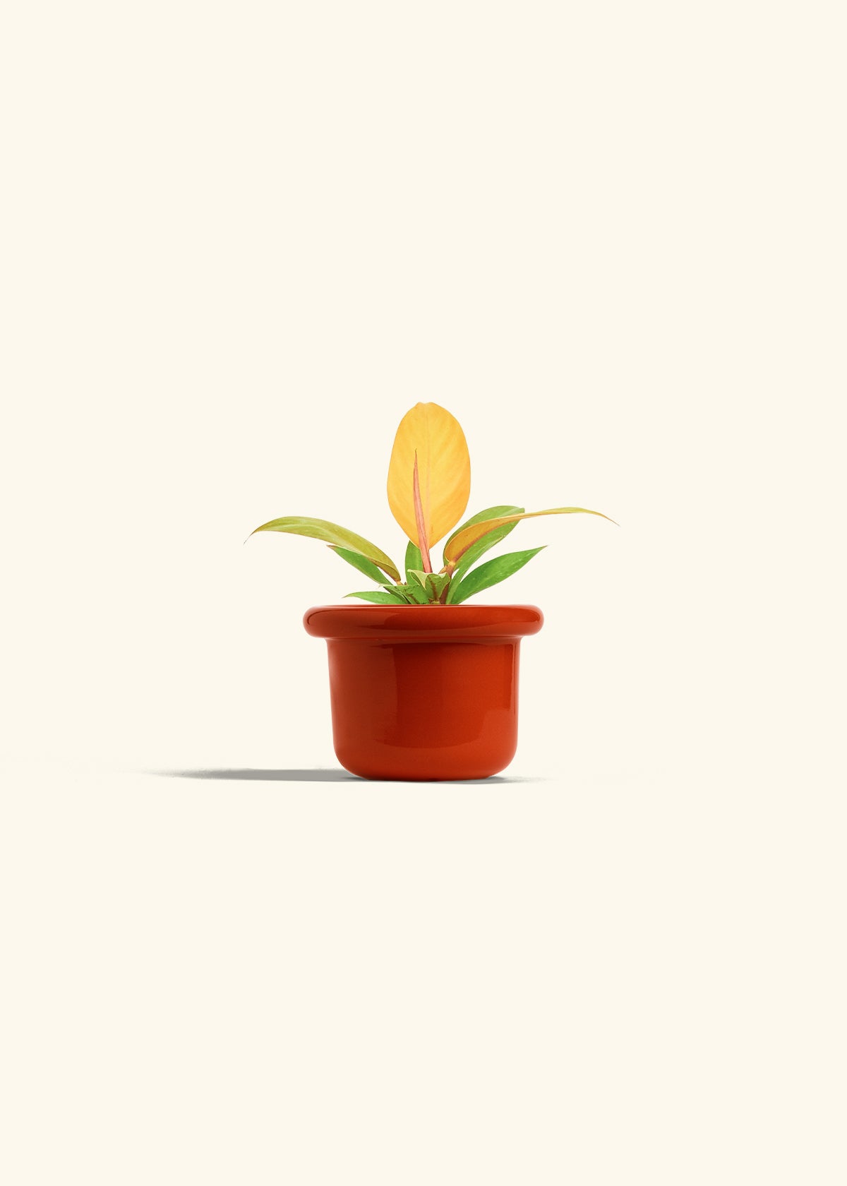 Philodendron Prince of Orange in a 4 inches Fat Lip Red Planter 